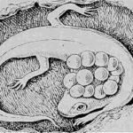 salamandra-pigmea-veracruzana-thorius-pennatulus