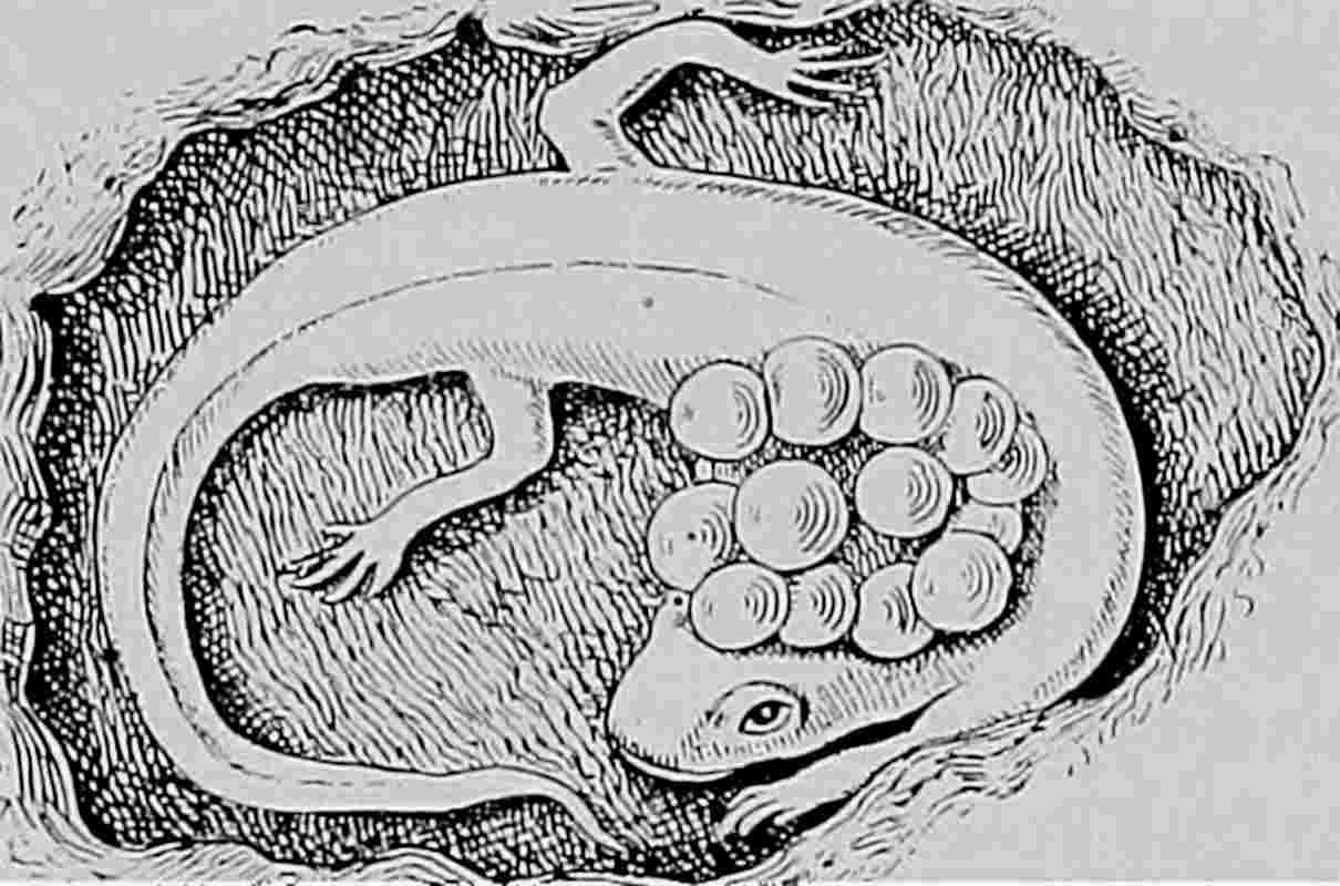 Salamandra pigmea veracruzana, Thorius pennatulus