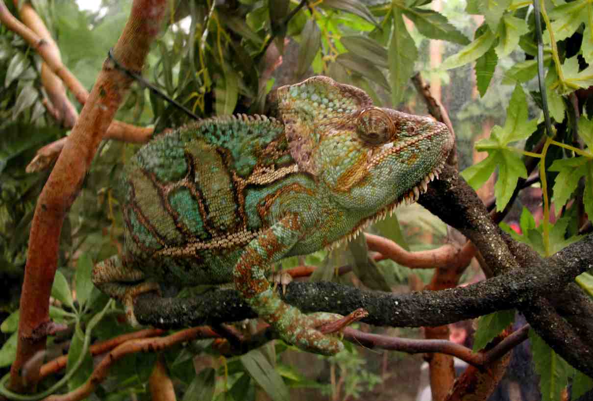 Camuflaje en reptiles, maravillosos mecanismos adaptativos