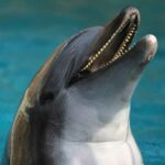 caracteristicas-de-los-delfines