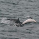 Cetáceos y el grupo artiodáctilos: una mirada a su historia y taxonomía