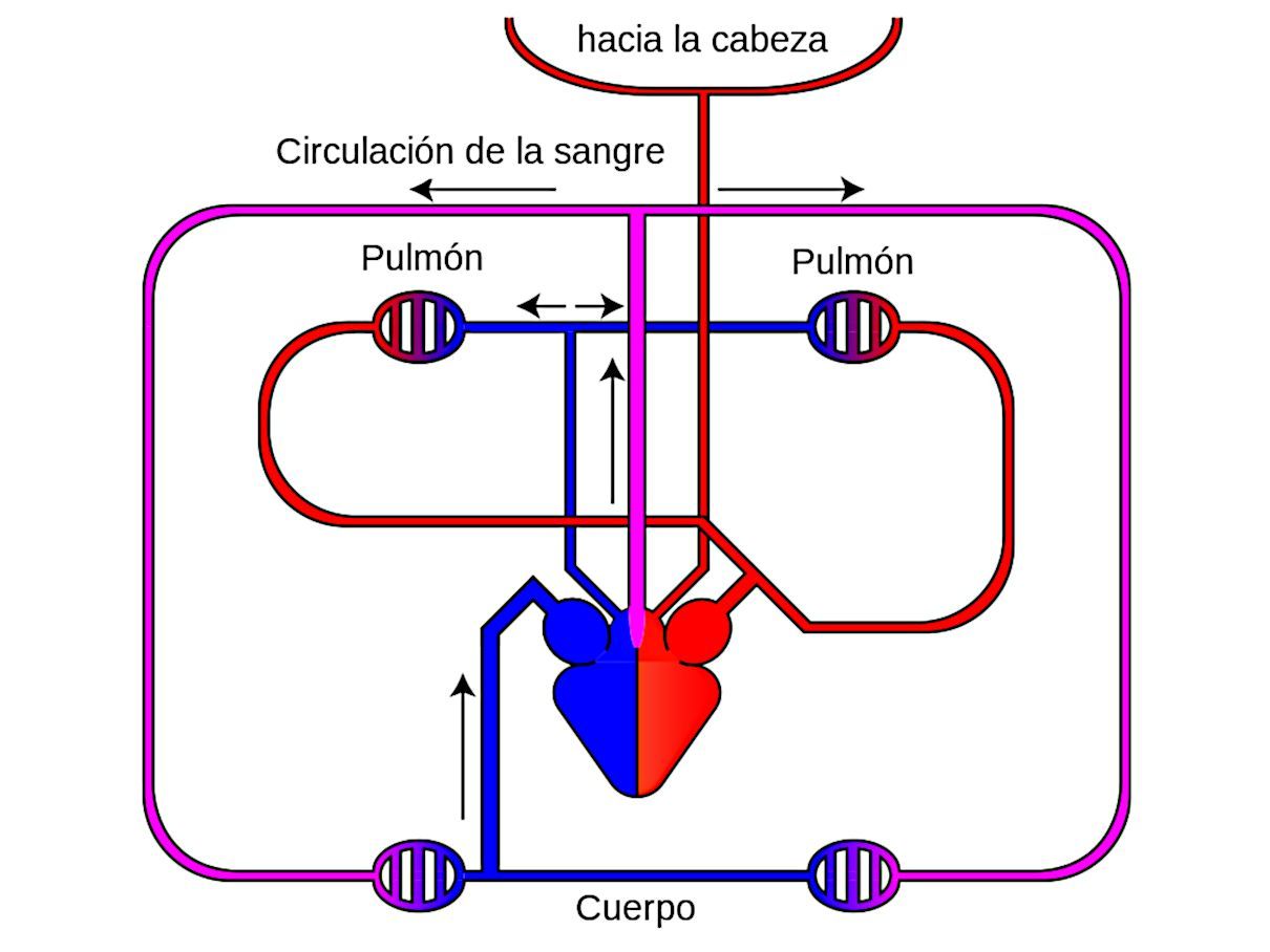 Sistema circulatorio de los reptiles