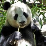 alimentacion-del-oso-panda