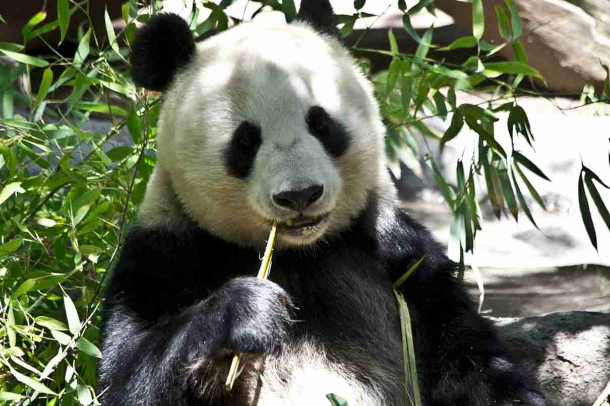 Alimentación del oso panda