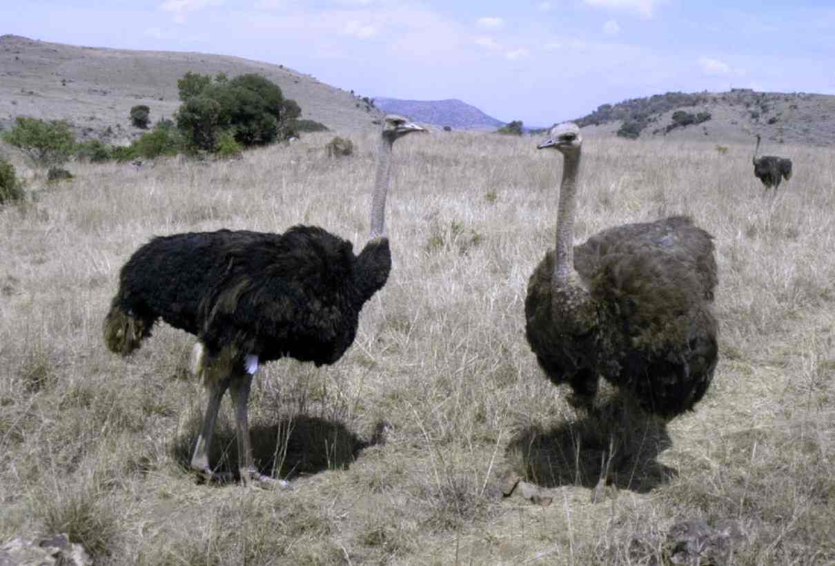 Curiosidades del avestruz