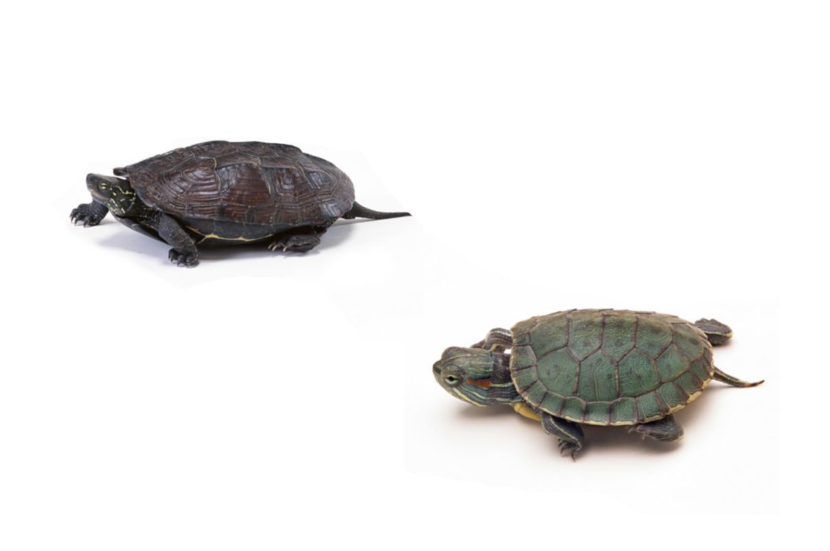 ¿De qué se alimentan las tortugas?, terrestres y acuática