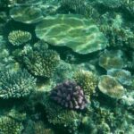 importancia-de-los-corales