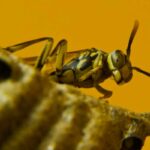 mecanismos-de-defensa-de-los-insectos