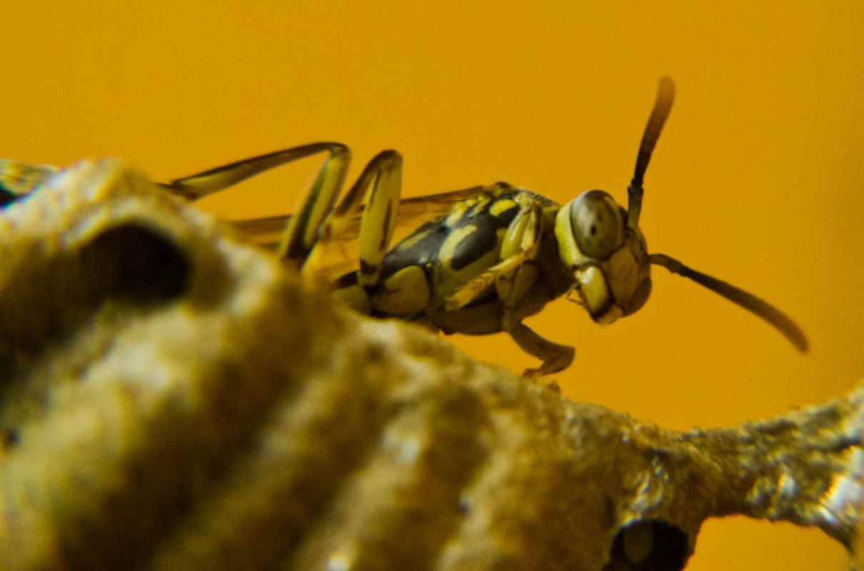 Mecanismos de defensa de los insectos