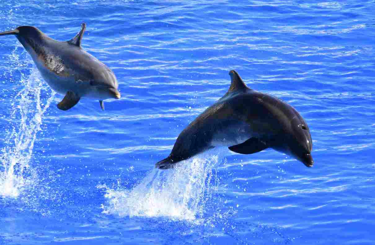 ¿Qué comen los delfines? Su dieta es importante de cara a su salud