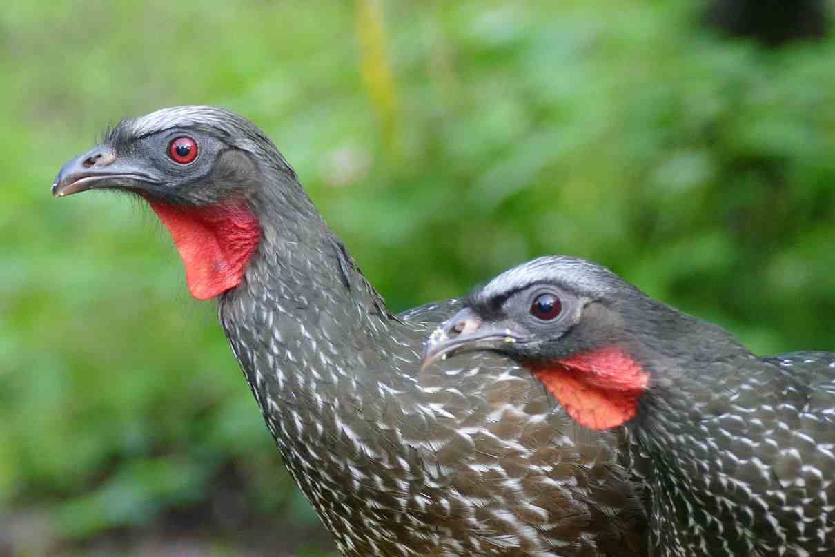 Aves como indicadores biológicos