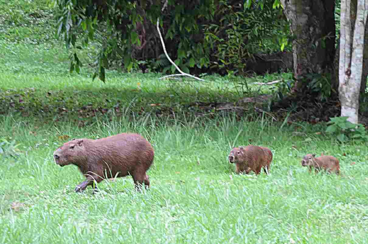 Capibara menor, Hydrochoerus isthmius, un gran roedor