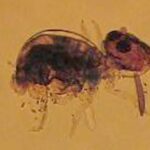 colembolos-collembola