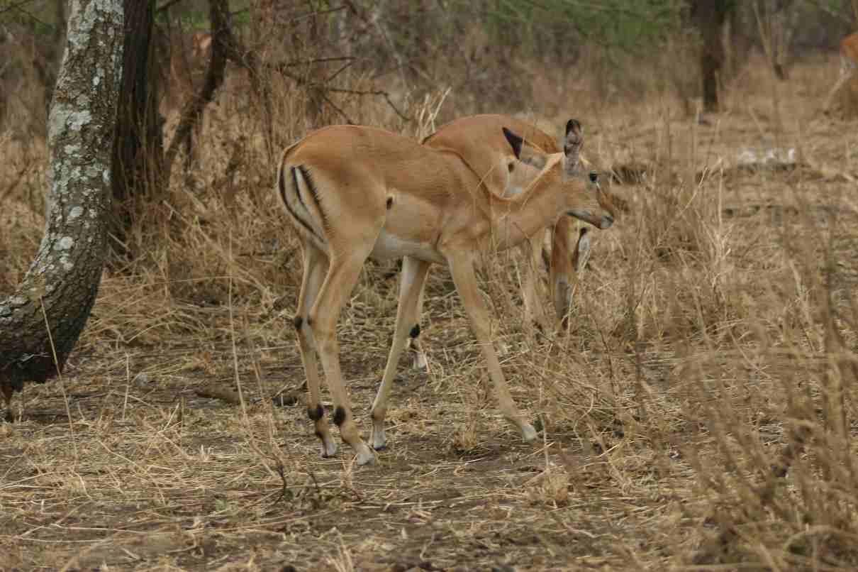 Impala, Aepyceros melampus