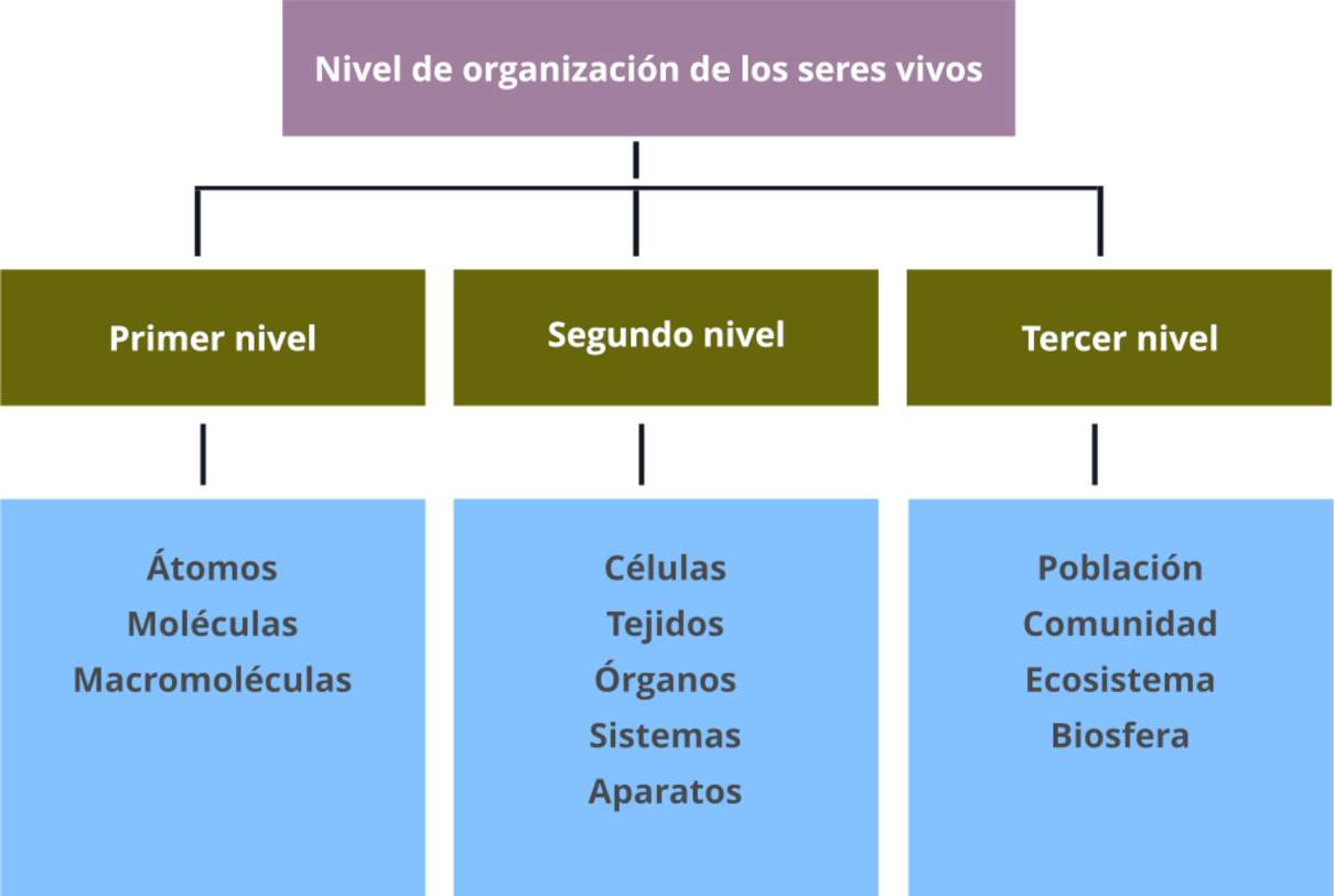 Niveles de organización de los seres vivos ordenados según jerarquía