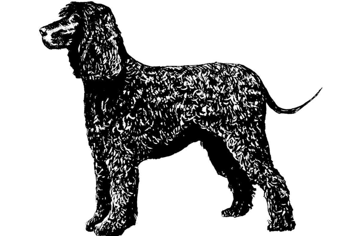 Perro de agua irlandés (Irish wáter spaniel), características y cuidados