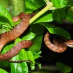 serpiente-arborea-marron-boiga-irregularis