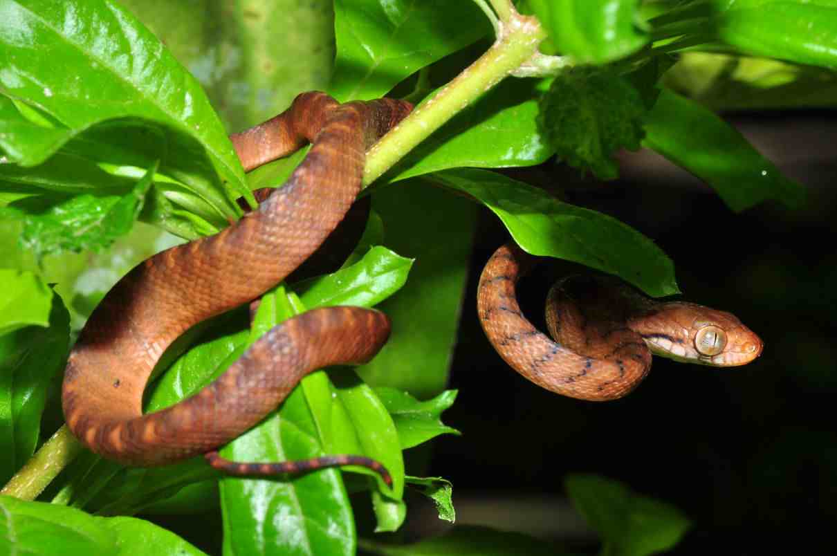 Serpiente arbórea marrón, Boiga irregularis, un reptil peculiar