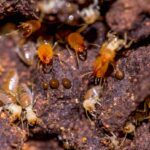 termitas-isopteros