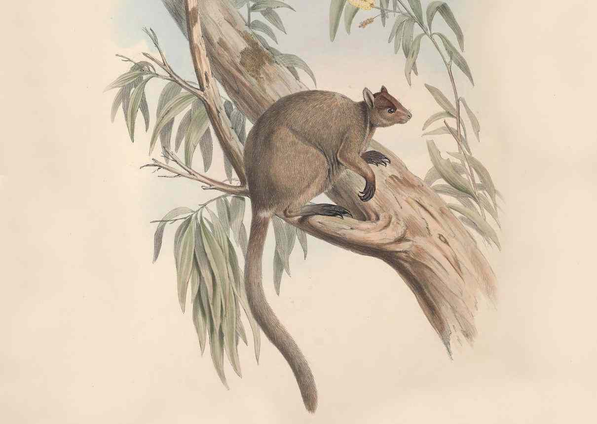 Canguro arborícola gris, Dendrolagus inustus, un marsupial diferente