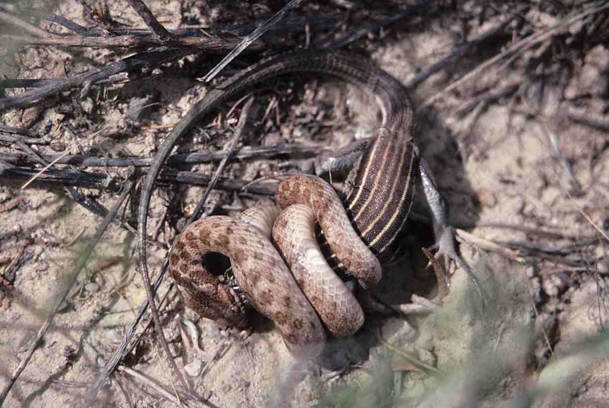 Culebra nocturna, Hypsiglena torquata, un reptil de zonas áridas