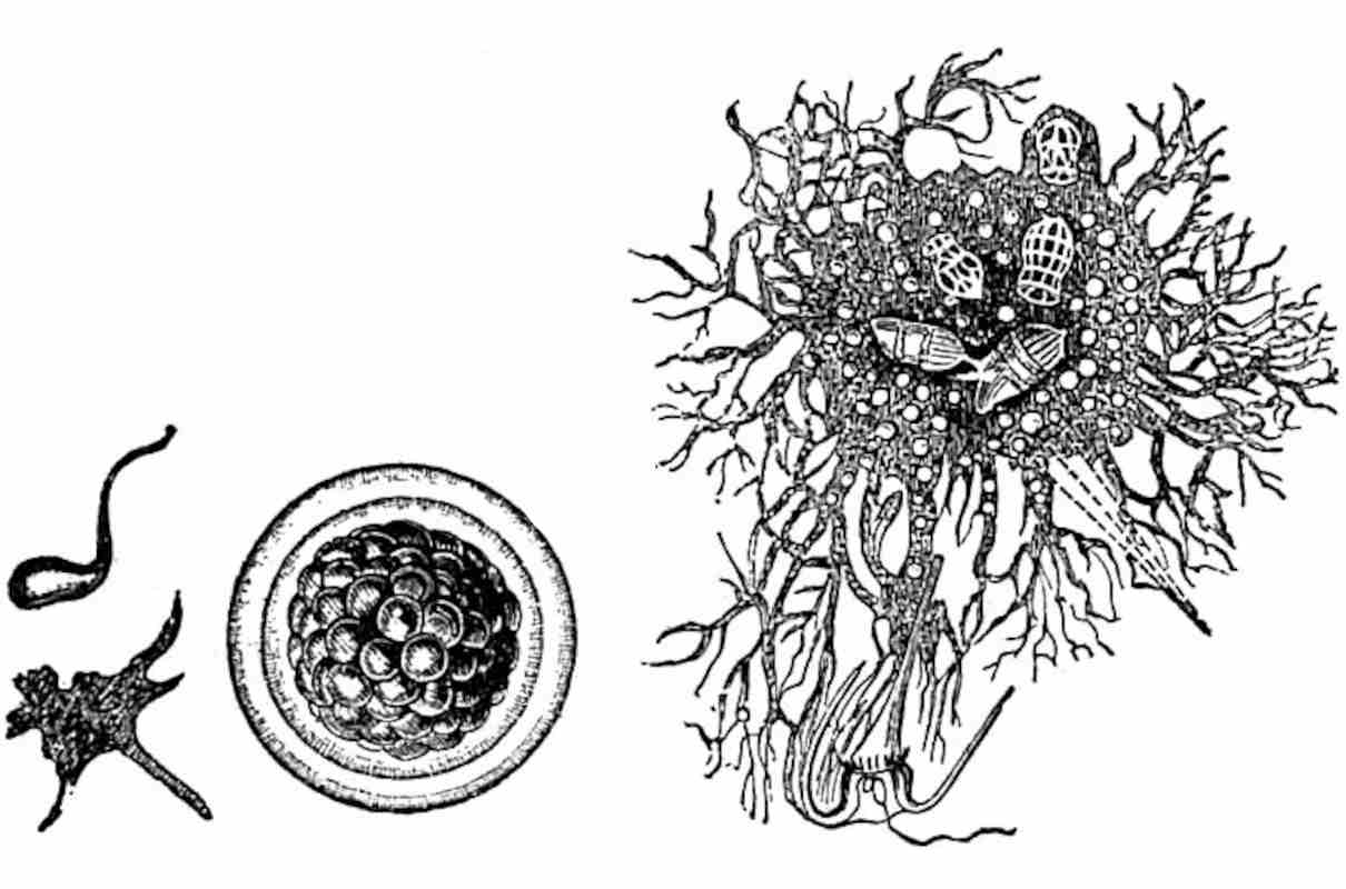 Foraminíferos, características, tipos, formas de vida y reproducción