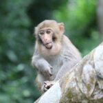 macaco-rhesus-macaca-mulatta