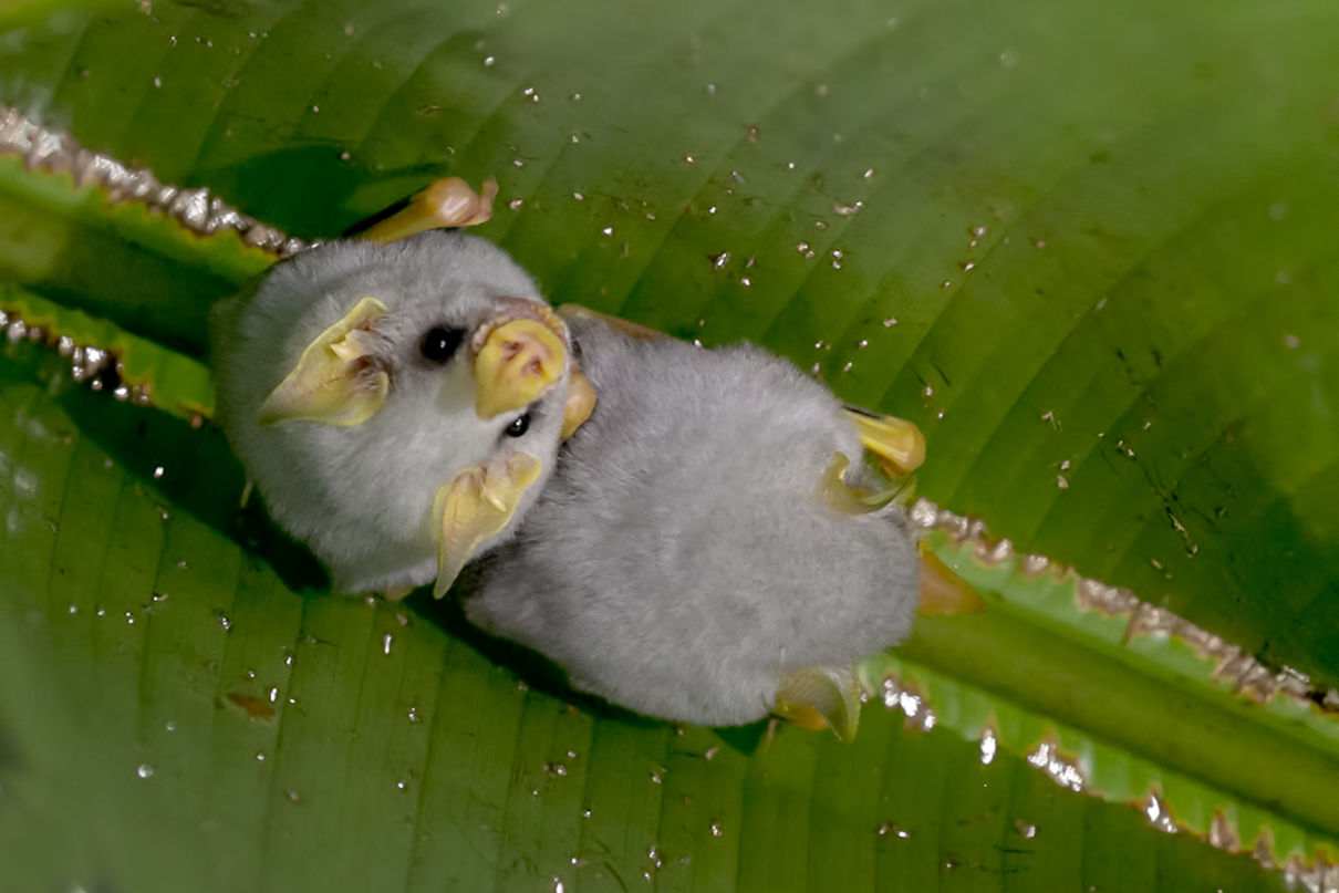 Murciélago blanco hondureño, Ectophylla alba ¡sorpréndete!