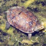 tortuga-del-caspio-mauremys-caspica
