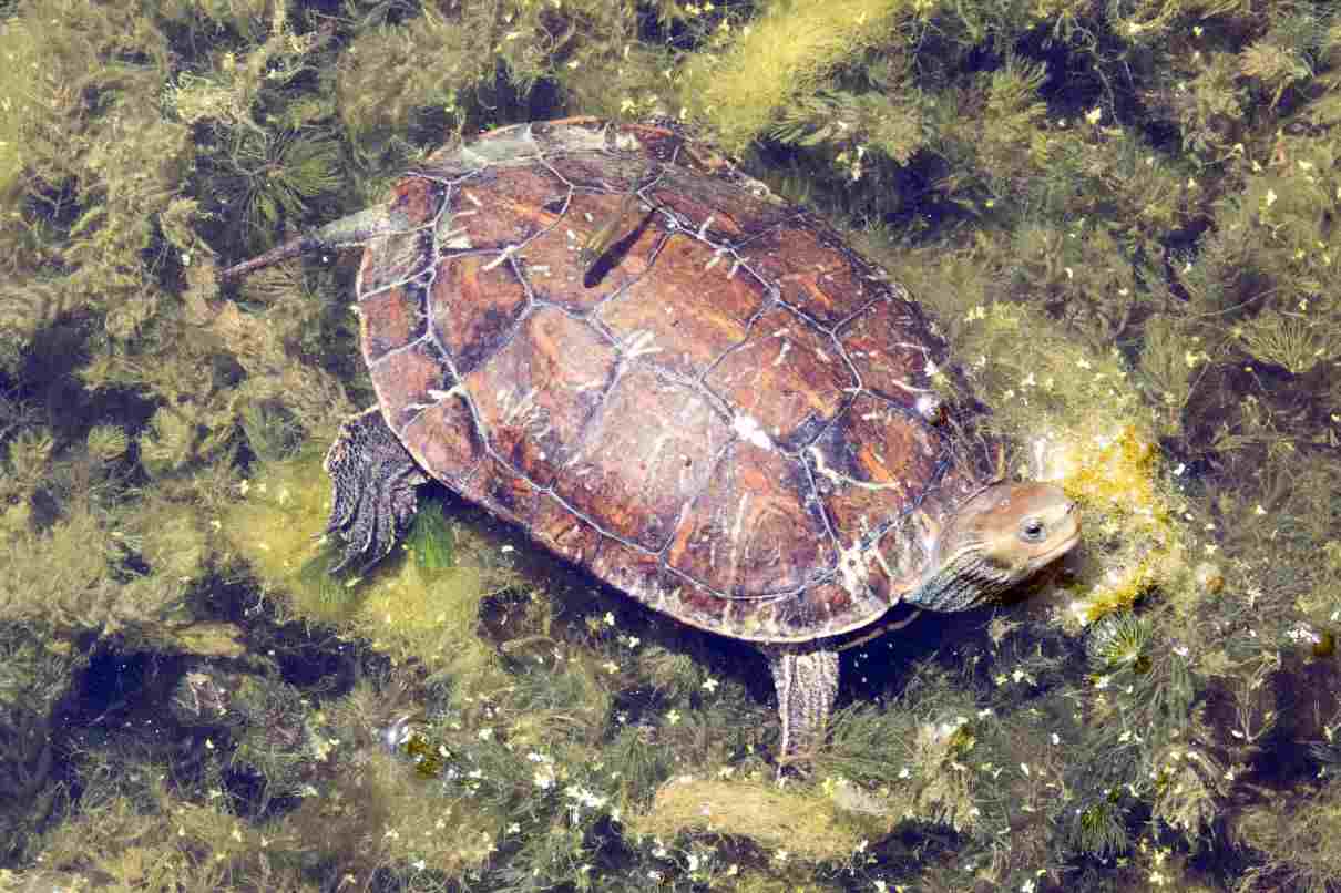 Tortuga del Caspio, Mauremys caspica, la tortuga de cuello rayado