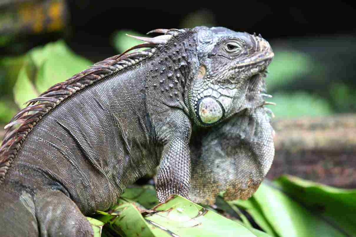 Imagen seleccionada para la alimentación de la iguana
