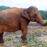 alimentacion-del-elefante