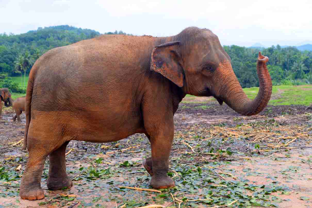 Alimentación del elefante