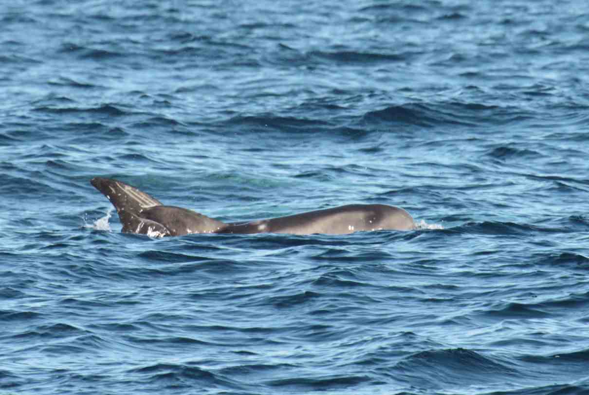Calderón gris, Grampus griseus, un delfín muy peculiar