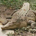 cocodrilo-americano-crocodylus-acutus