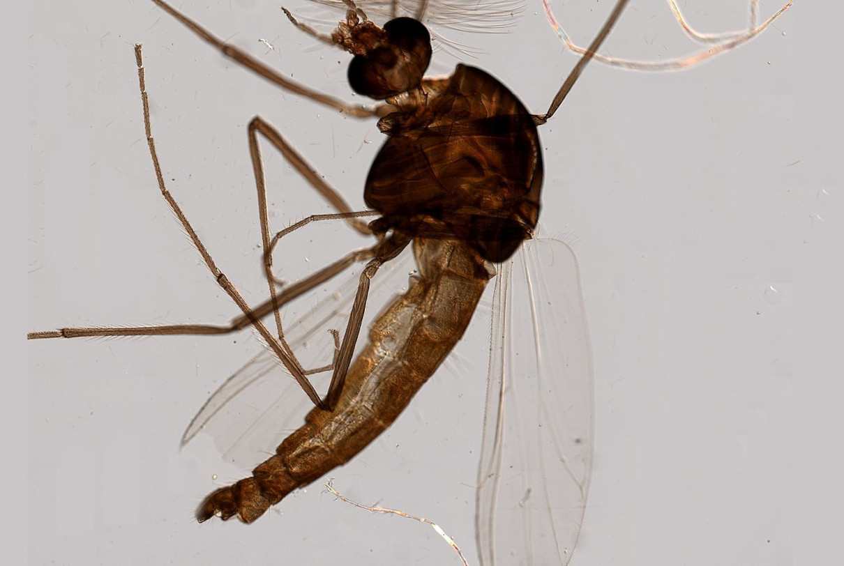 Culícidos, Culicidae, mosquitos transmisores de enfermedades