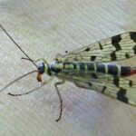 mecopteros-mecoptera