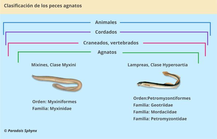Taxonomía, clasificación científica de los peces agnatos.