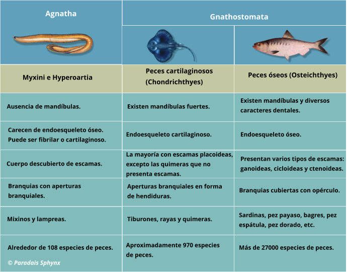 Esquema representativo con las características más relevantes en la taxonomía de los peces