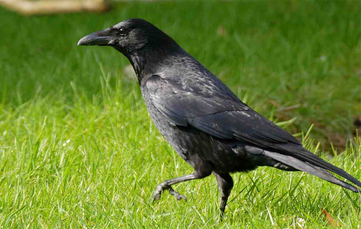 Corneja, Corvus corone, un ave con gran capacidad de adaptación