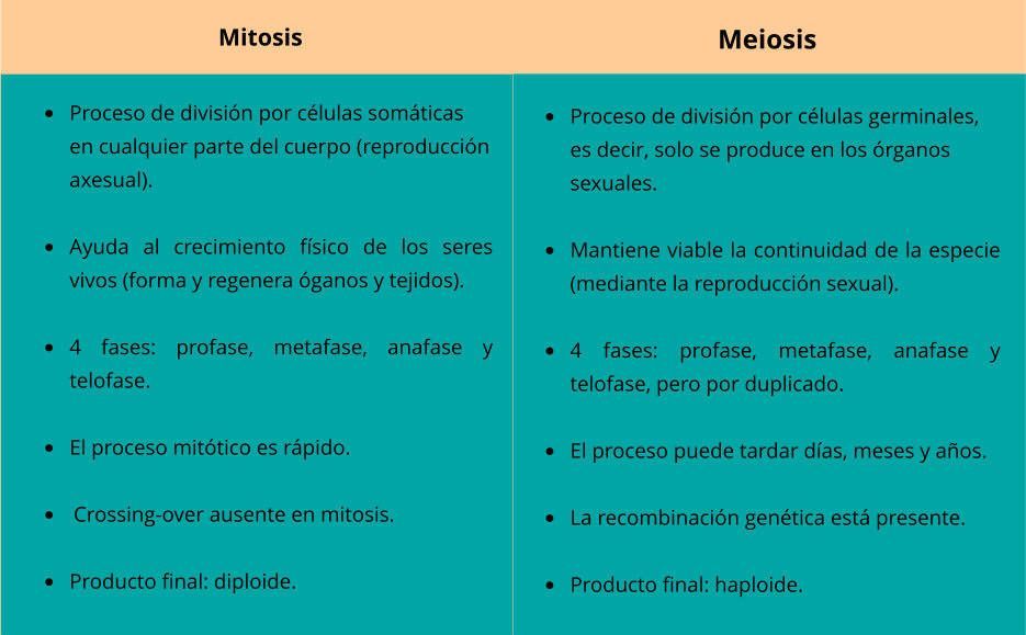 diferencias-entre-mitosis-y-meiosis01