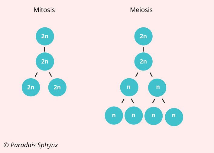 División celular mitosis y meiosis