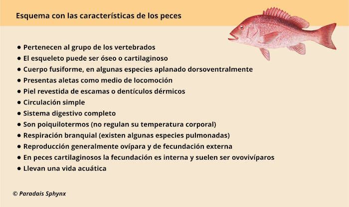 Esquema, resumen con las características de los peces