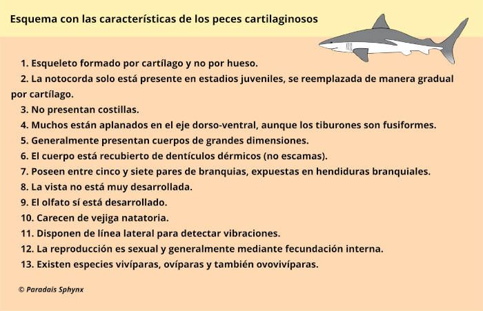Esquema o resumen con las características de los peces cartilaginosos