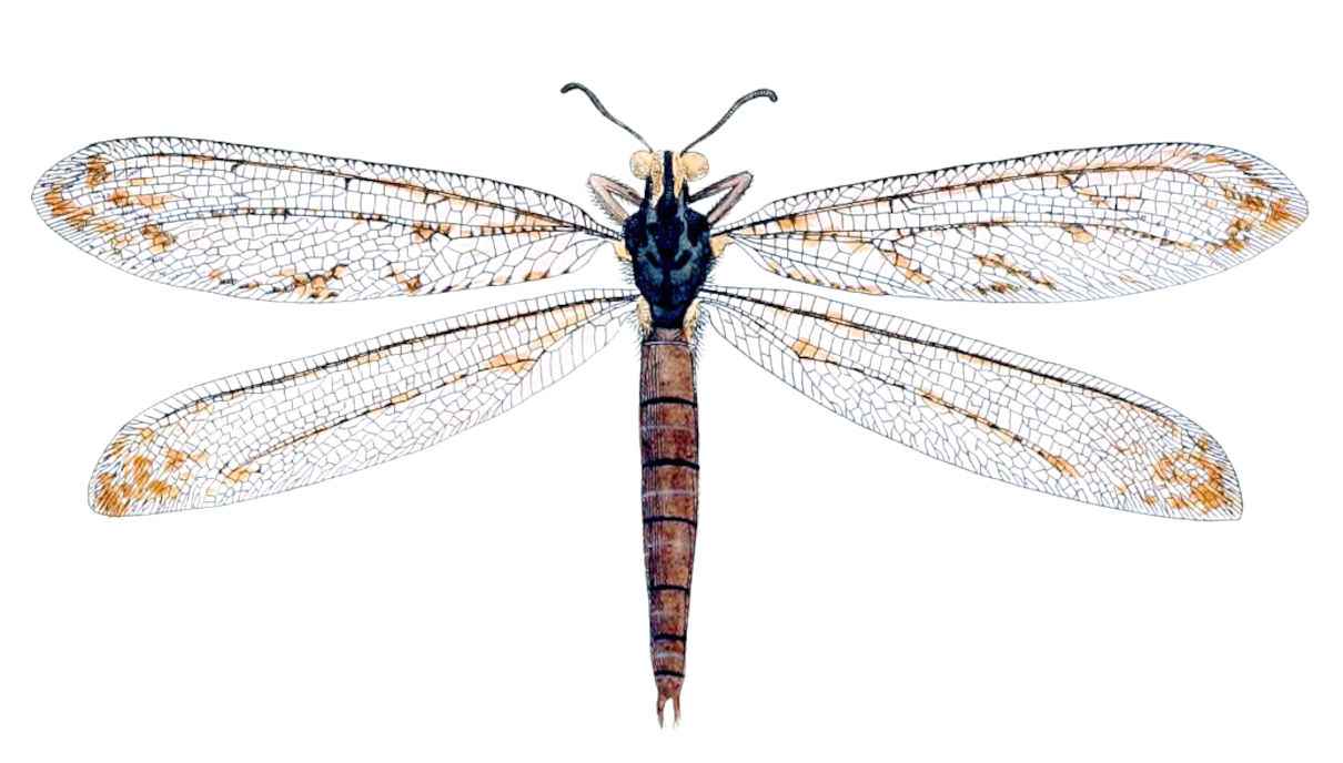 Neurópteros (Neuroptera)