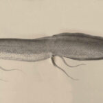 pez-pulmonado-marmoleado-protopterus-aethiopicus-1