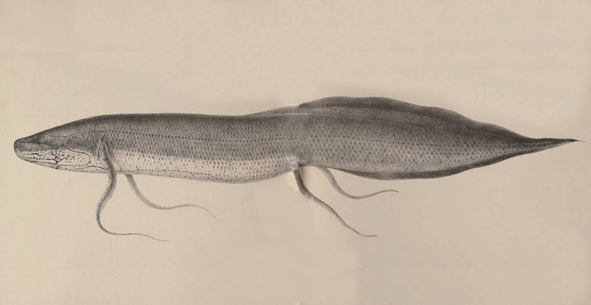 Pez pulmonado marmoleado, Protopterus aethiopicus