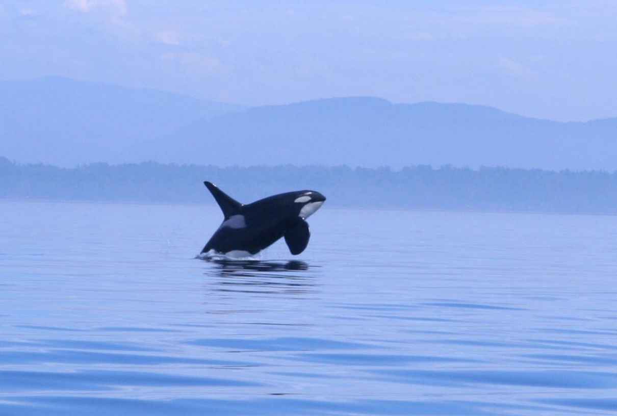 Qué comen las orcas, Orcinus orca