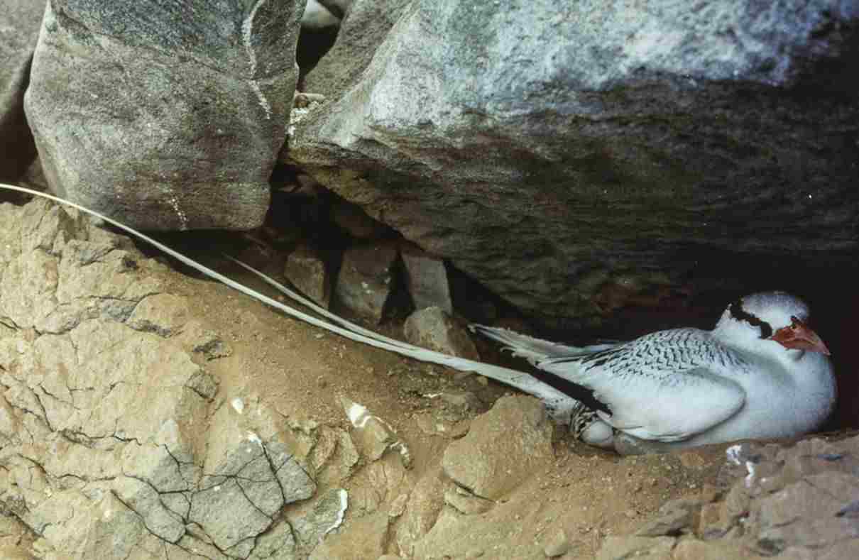 Rabijunco etéreo, Phaeton aethereus, un ave tropical de larga cola