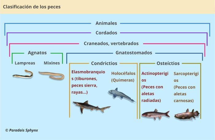 Taxonomía de los peces